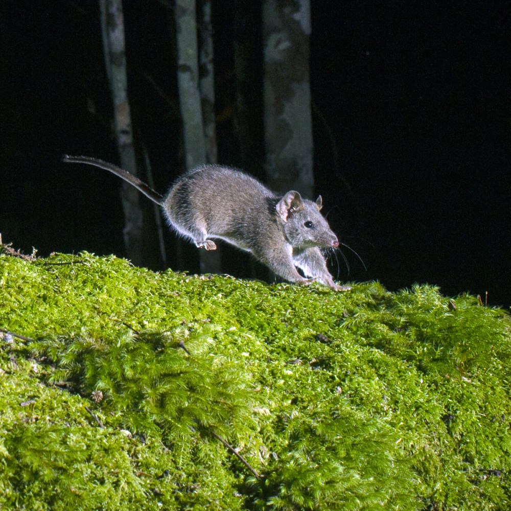 Antechinus stuartii