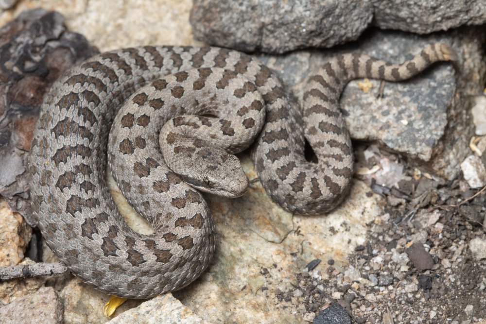Crotalus pricei