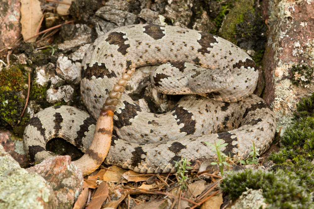 Шипучий гремучник