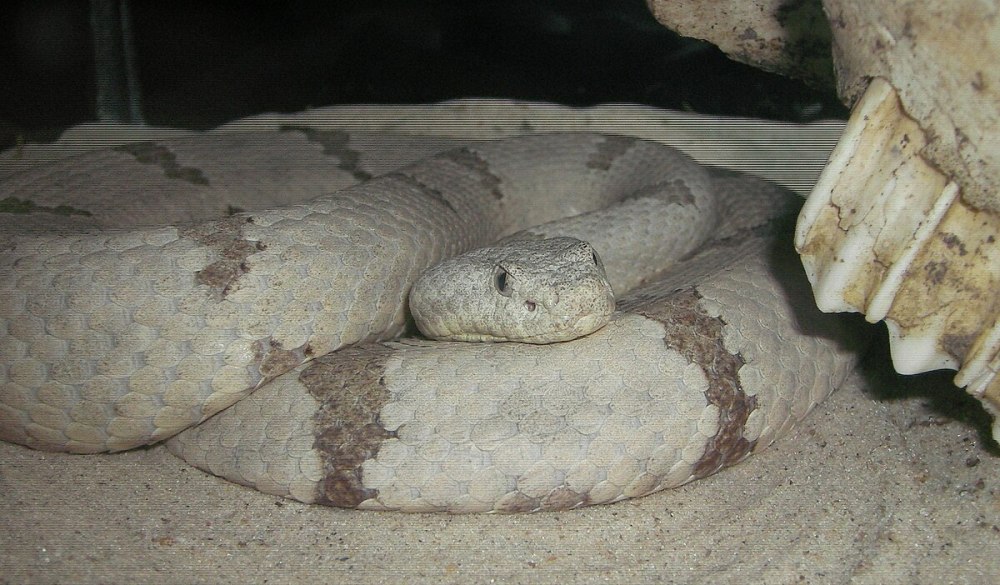 Crotalus Lepidus