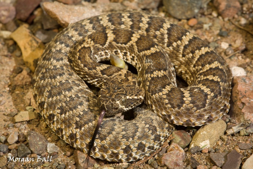 Crotalus scutulatus