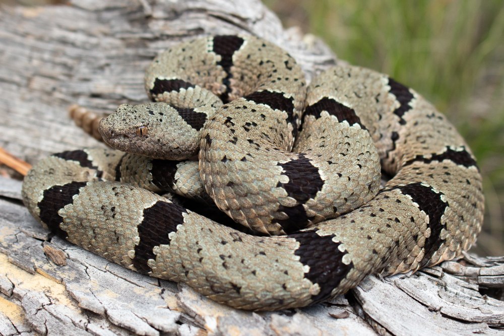 Чернохвостый гремучник