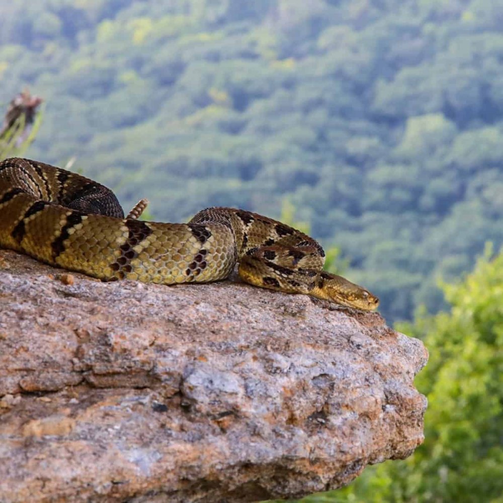 Rattlesnake