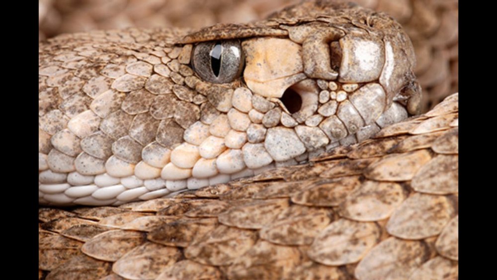 Гремучая змея Постер