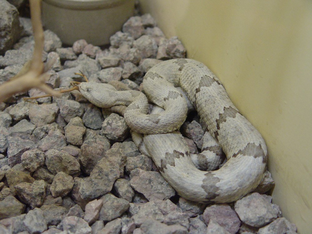 Crotalus Lepidus
