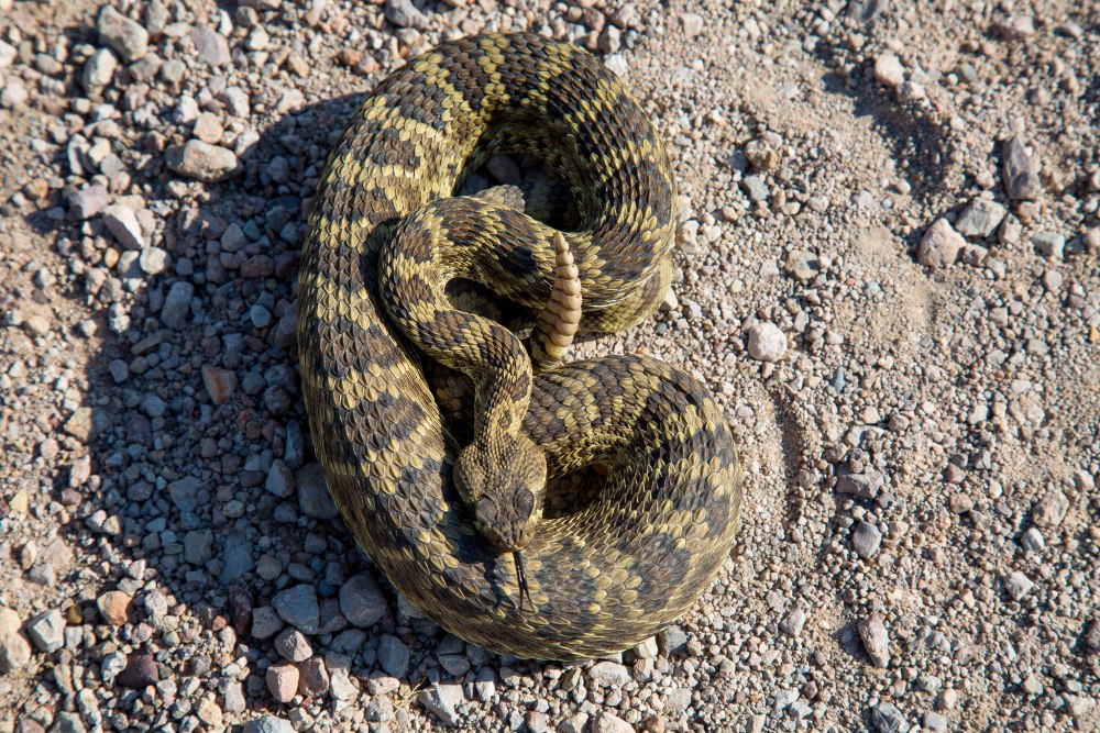 Тигровый гремучник