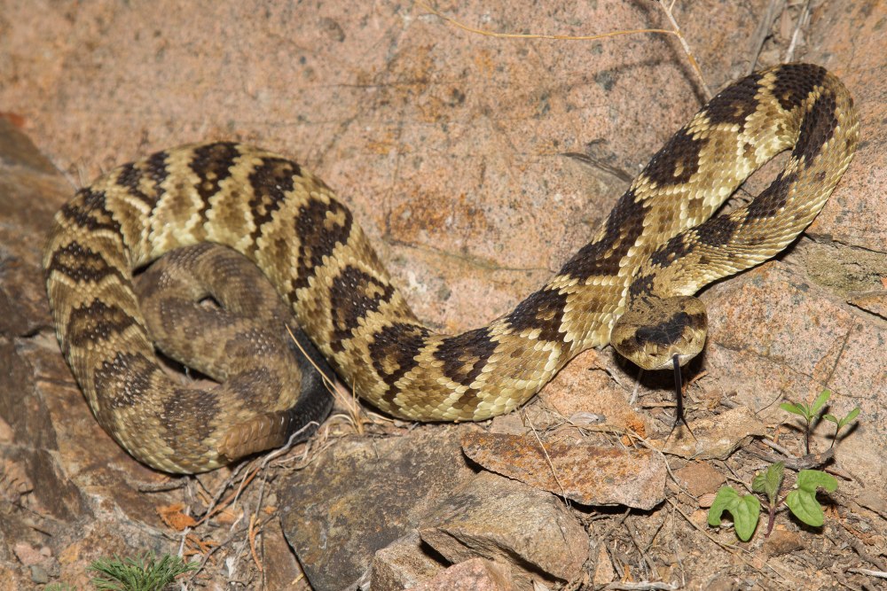 Чернохвостый гремучник