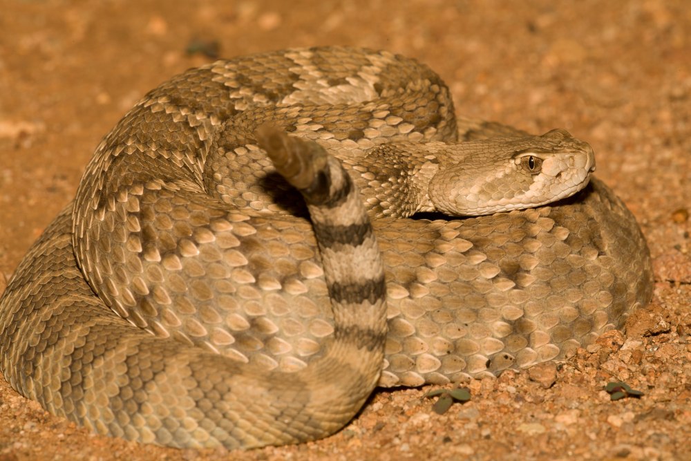 Тигровый гремучник