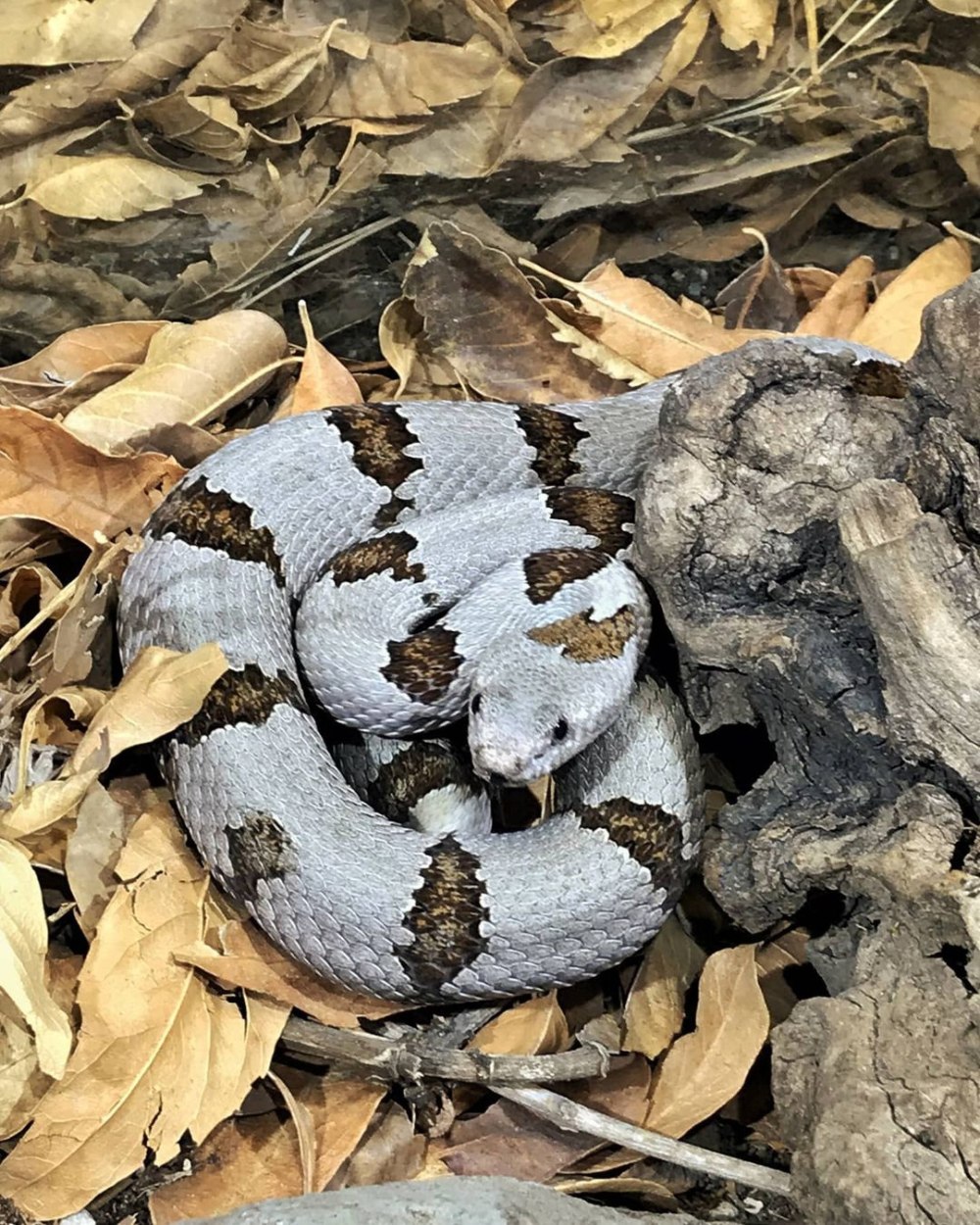 Бадд рогатый гремучник