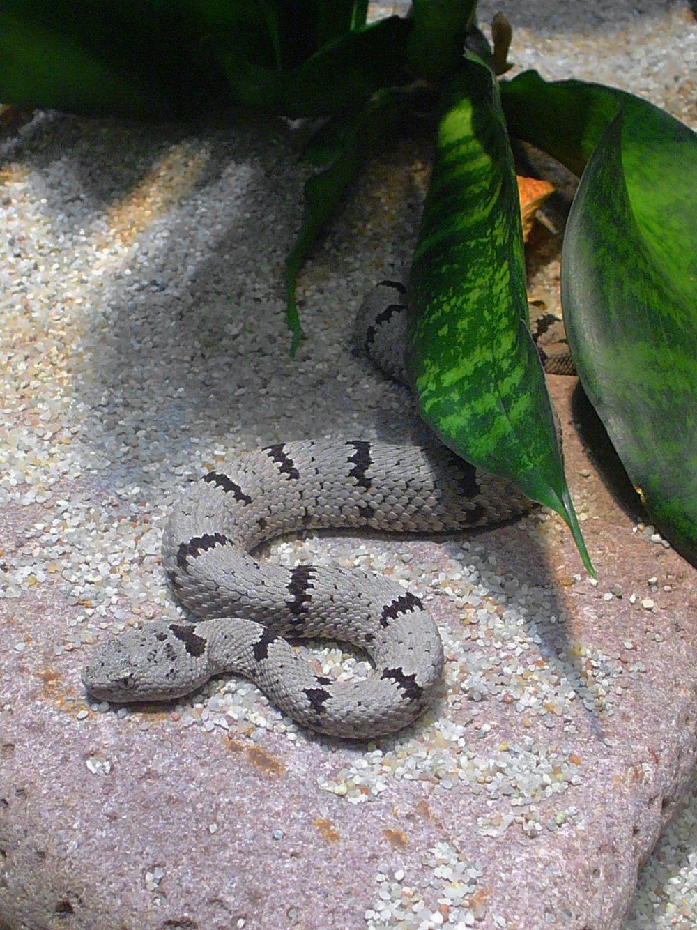 Crotalus Lepidus