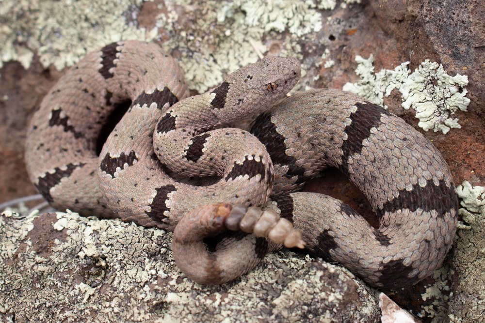 Моховский гремучник