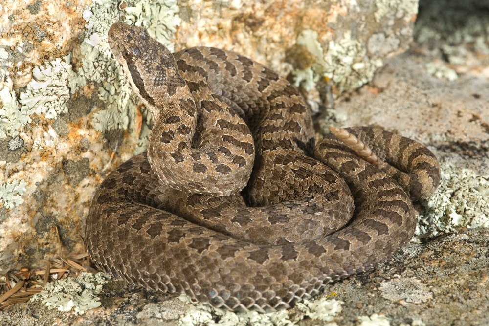 Песчаный гремучник