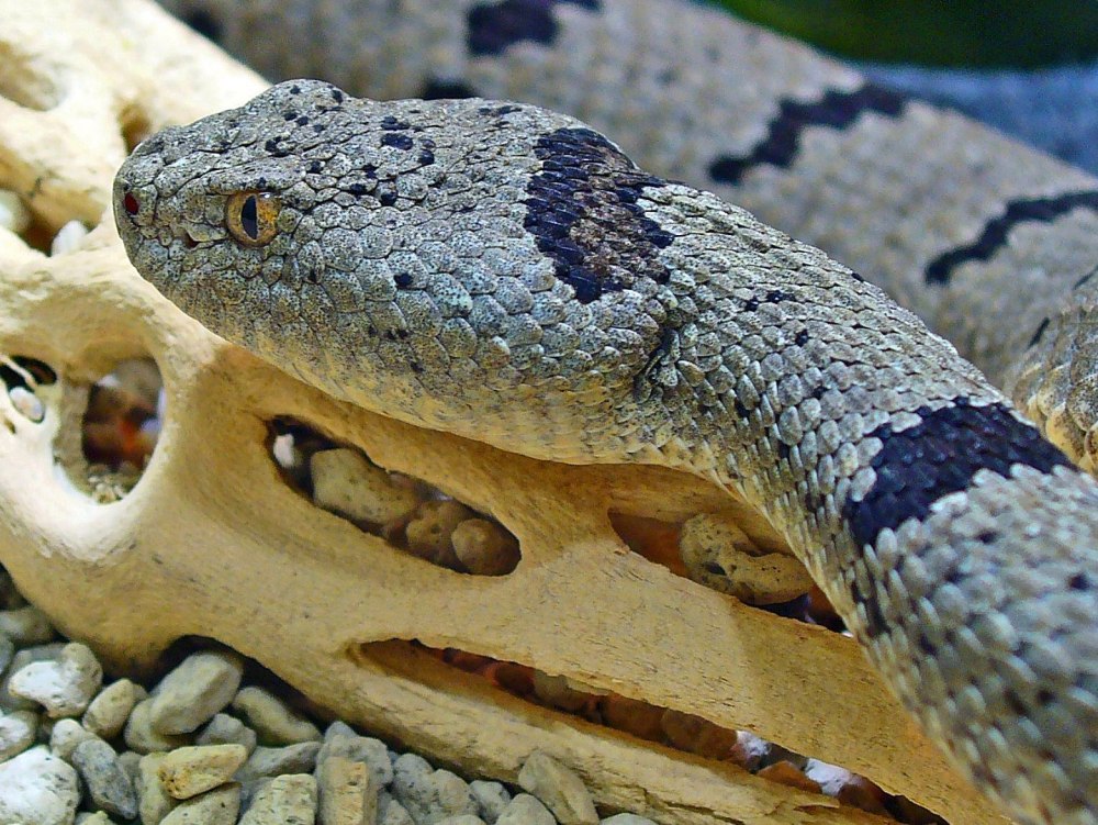 Crotalus Lepidus
