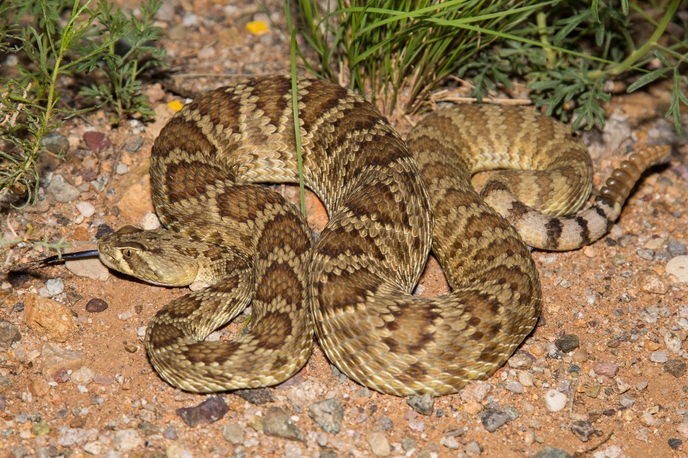 Тигровый гремучник