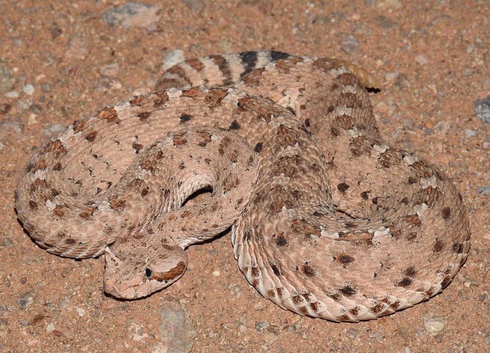 Рогатый гремучник вид сверху