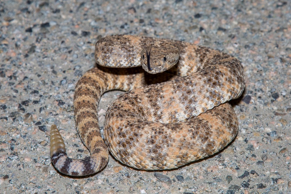 Crotalus Pyrrhus