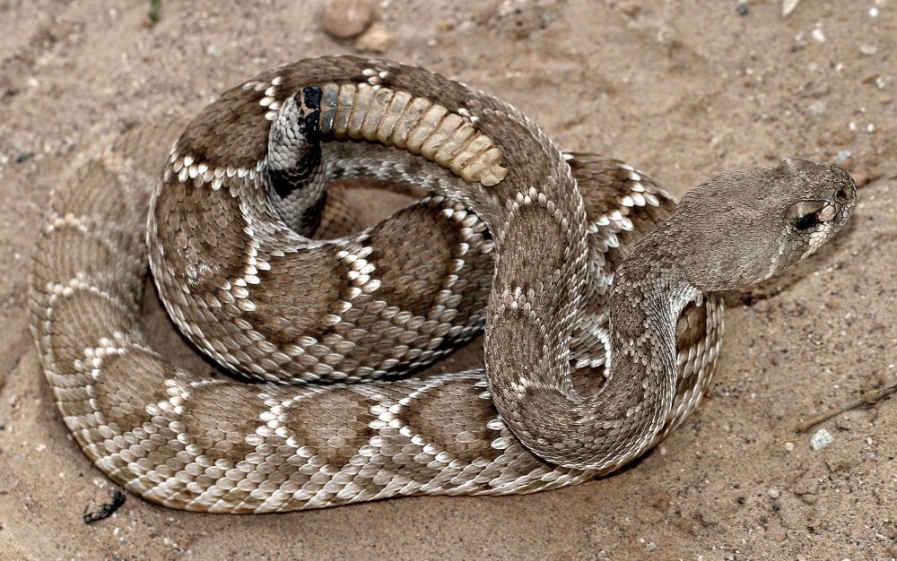 Калифорнийский гремучник