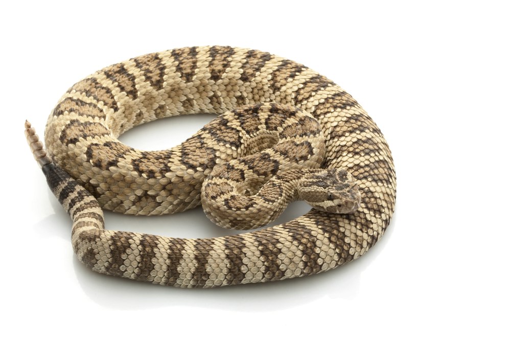 Crotalus oreganus lutosus