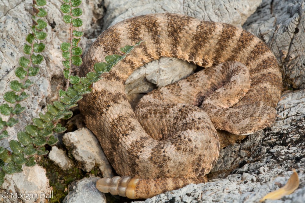 Тигровый гремучник