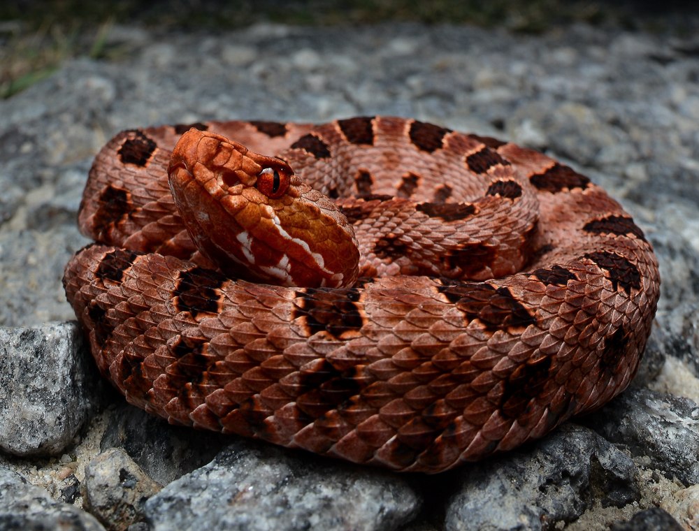 Карликовый гремучник