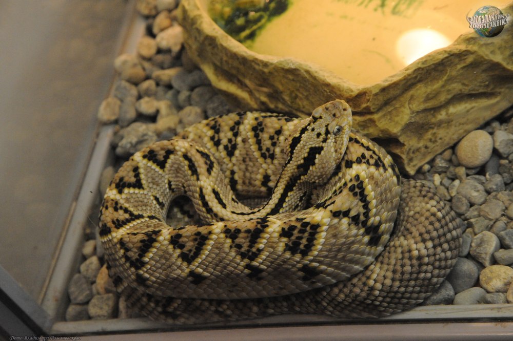 Кроталюс Каскавелла