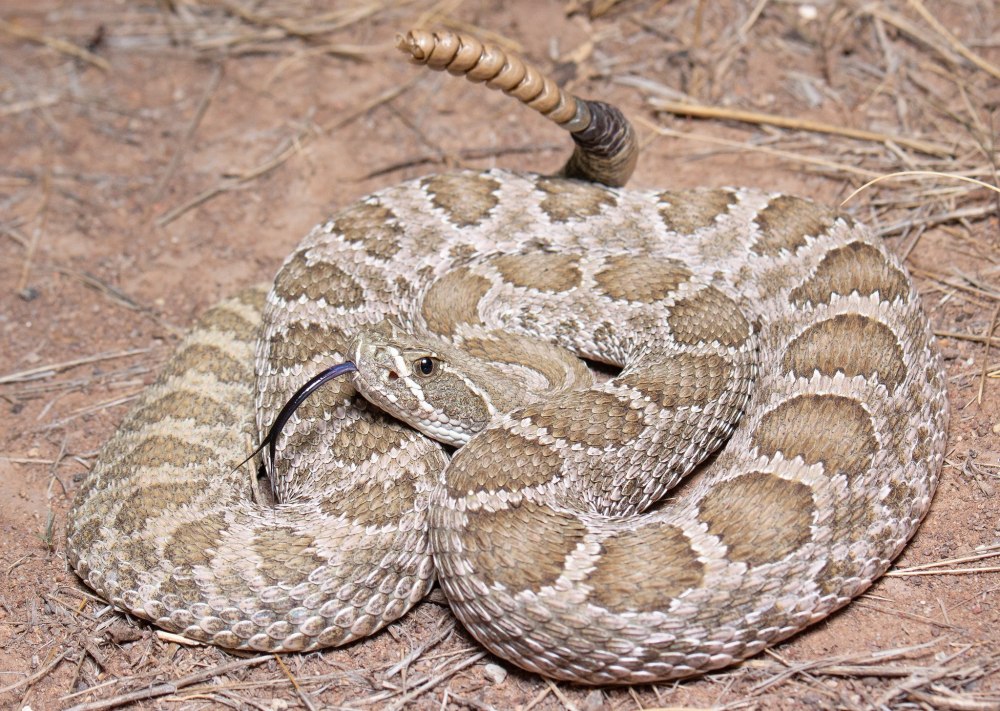 Нубийский гремучник