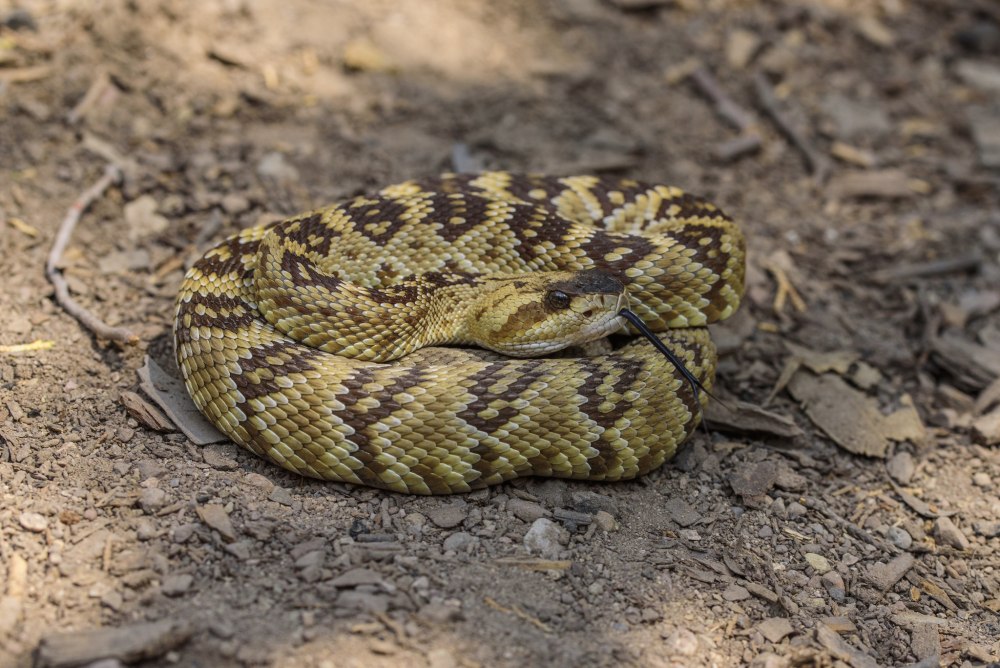 Полосатый гремучник
