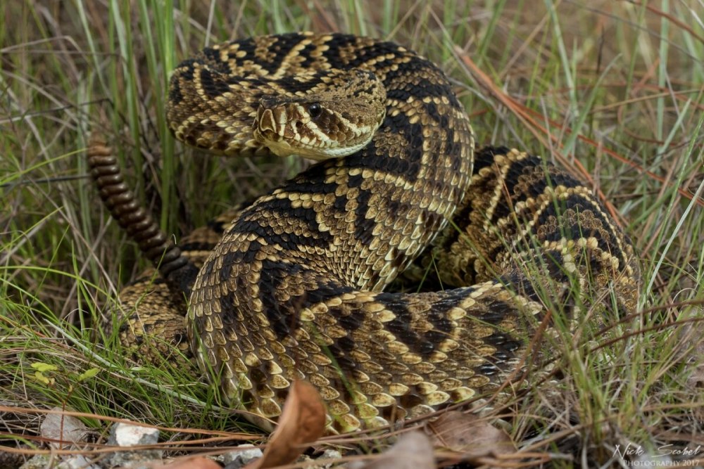 Crotalus adamanteus