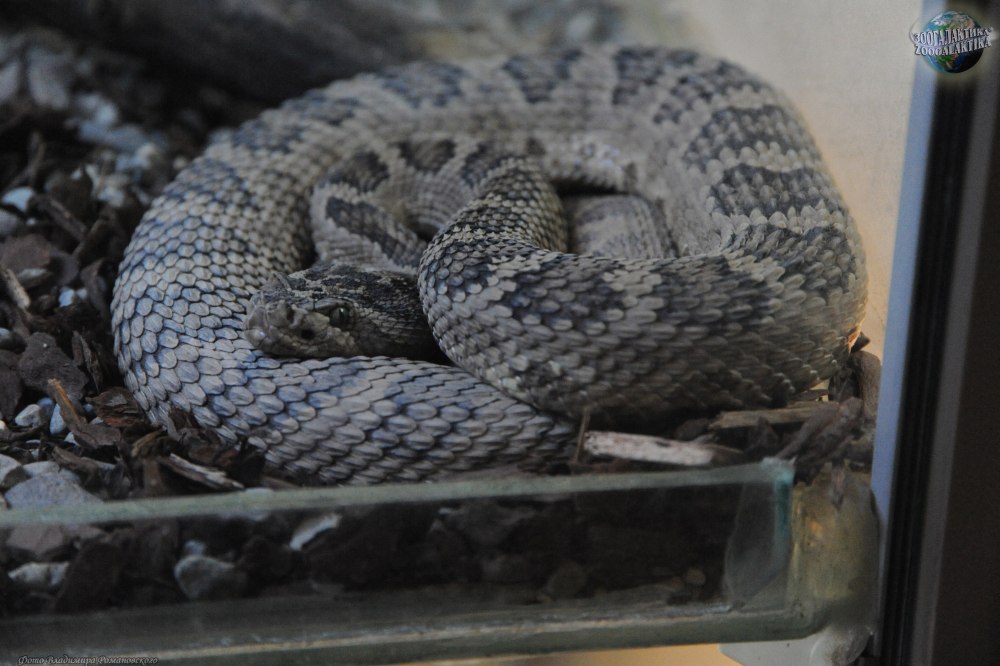 Crotalus oreganus lutosus
