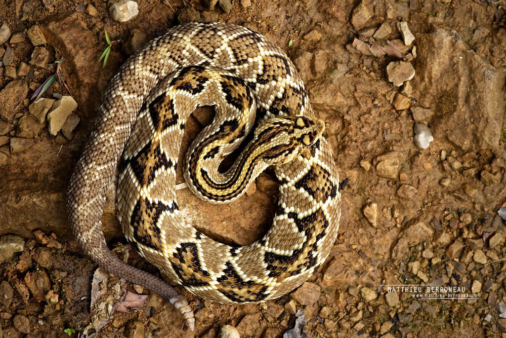 Гремучник Карха