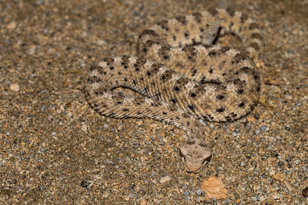 Crotalus cerastes — рогатый гремучник