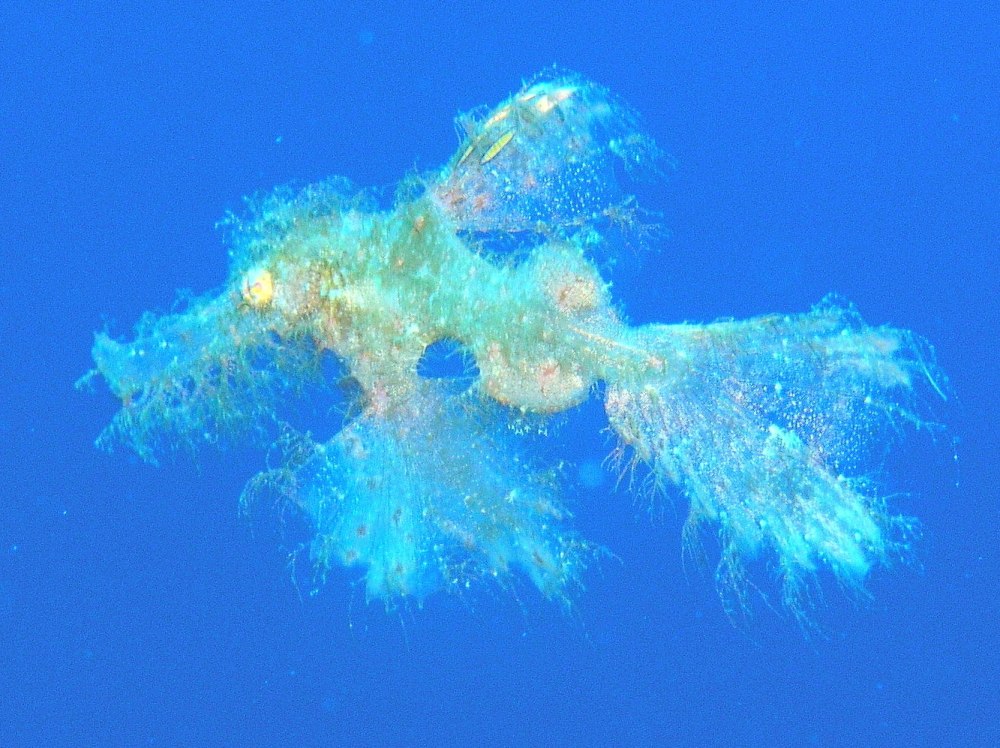 Cyanopterus webbi