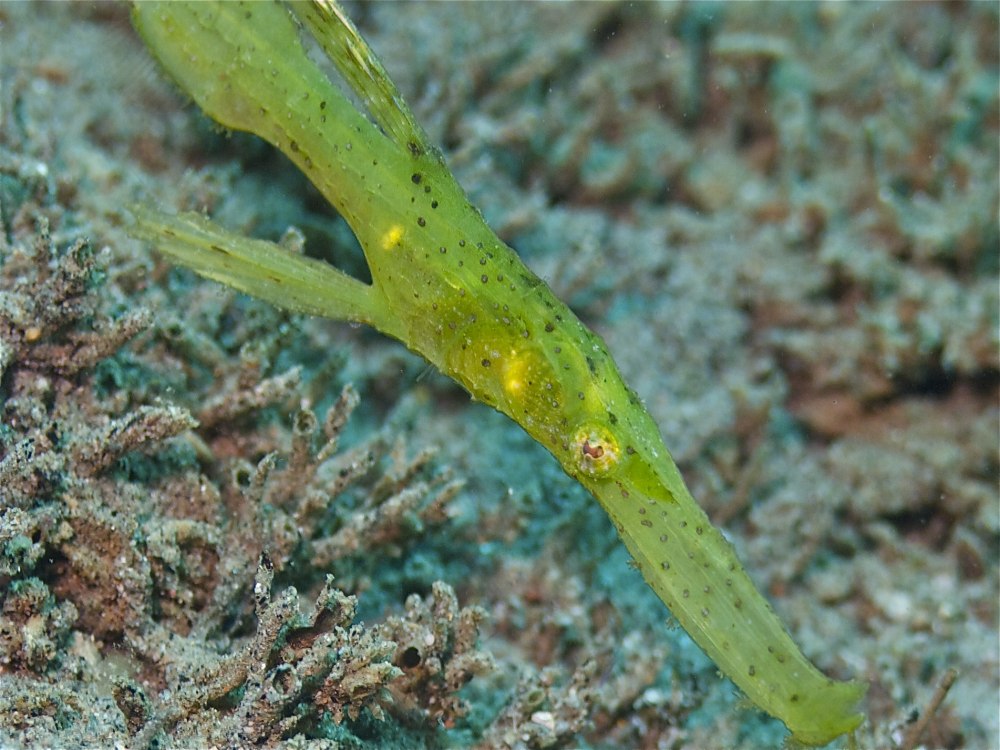 Ghost pipefish