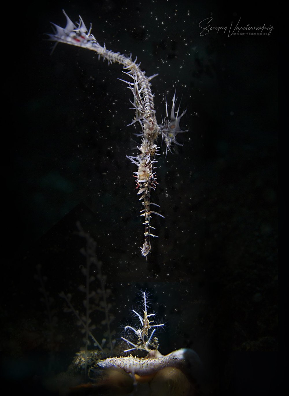 Solenostomus paradoxus