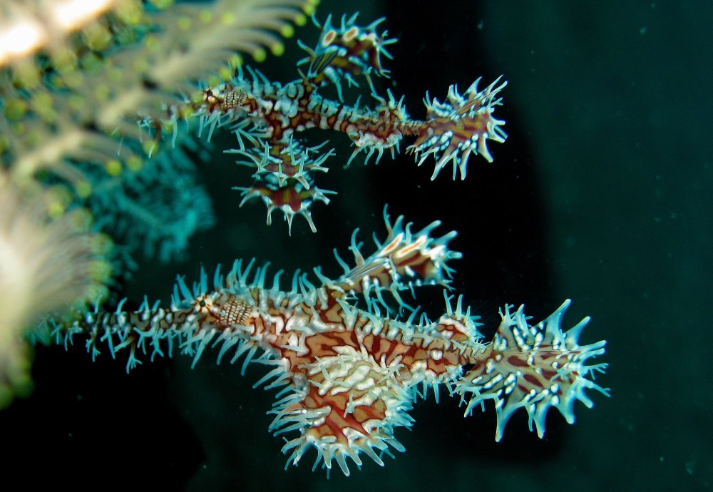 Solenostomus paradoxus