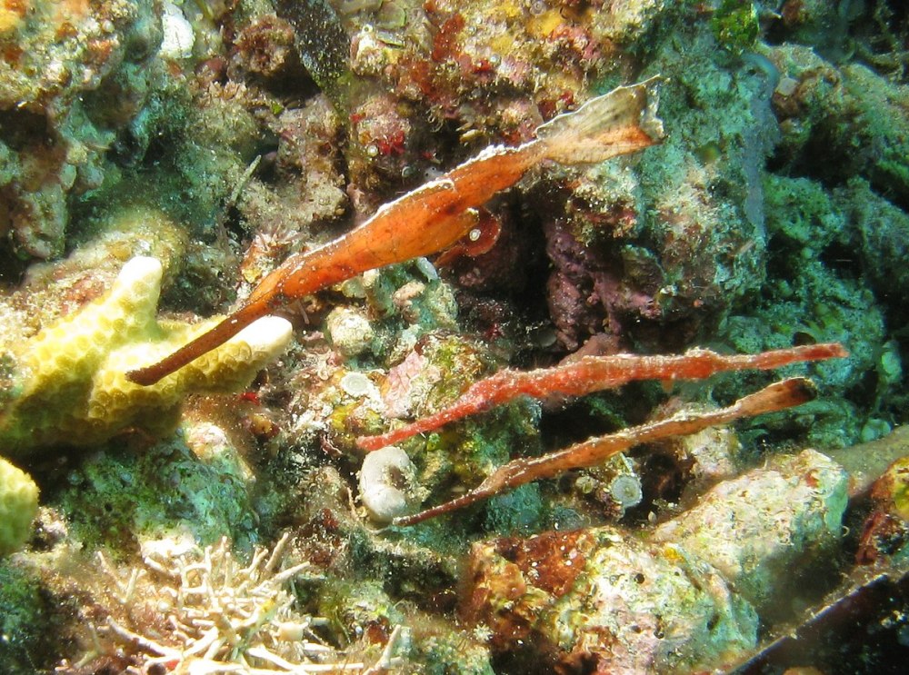 Рыба Ghost pipefish hiding