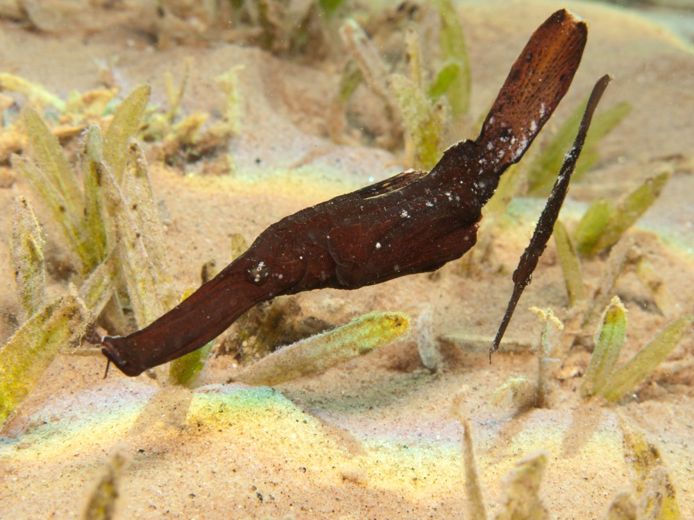 Solenostomus cyanopterus
