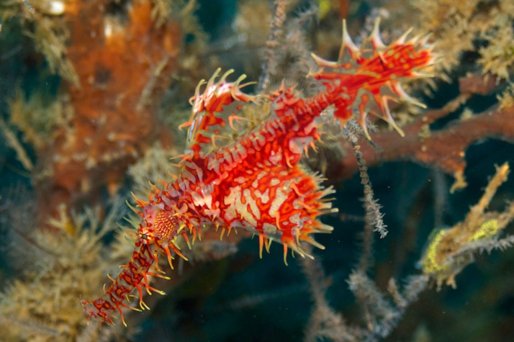 Solenostomus paradoxus