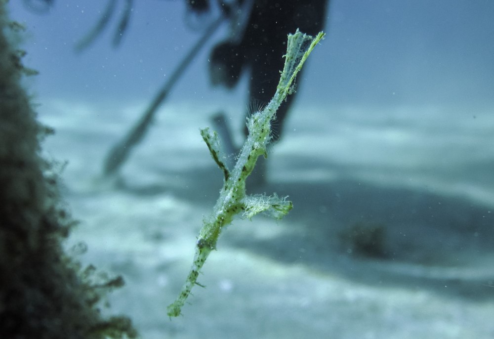 Ghost pipefish