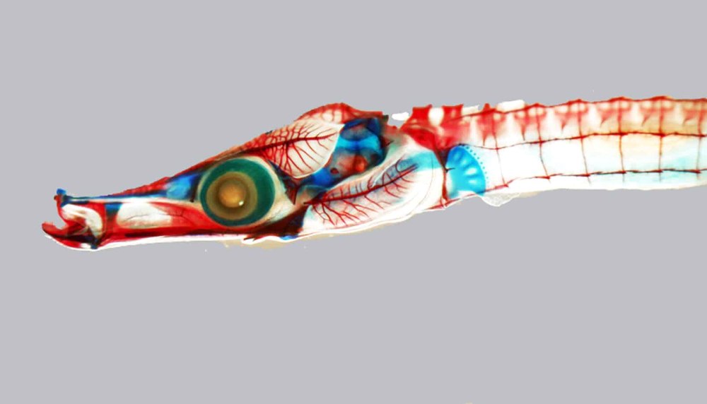 Pipefish pregnant