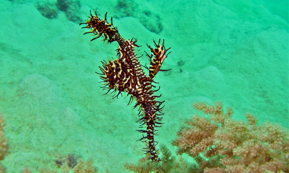 Solenostomus paradoxus