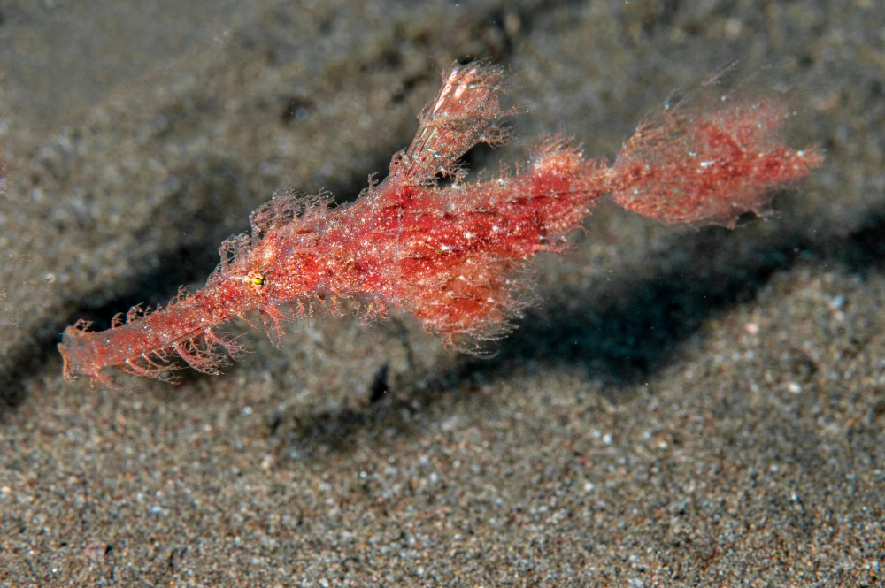 Solenostomus paegnius