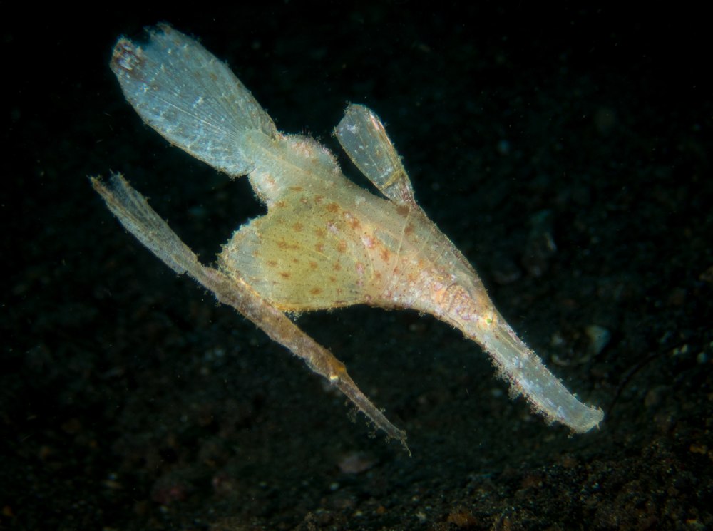 Robust Ghost pipefish Painting