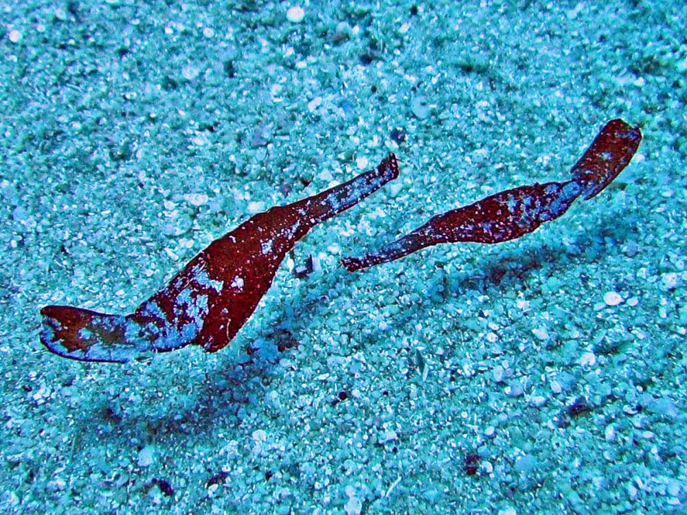 Solenostomus cyanopterus