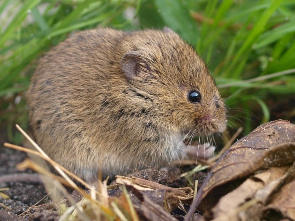 Полевка Миддендорфа