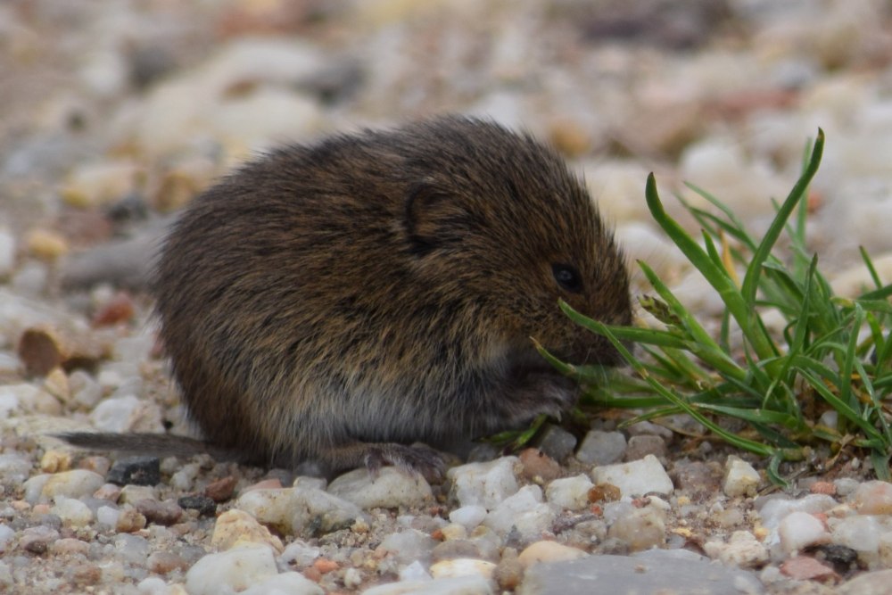 Обыкновенная полевка Microtus arvalis