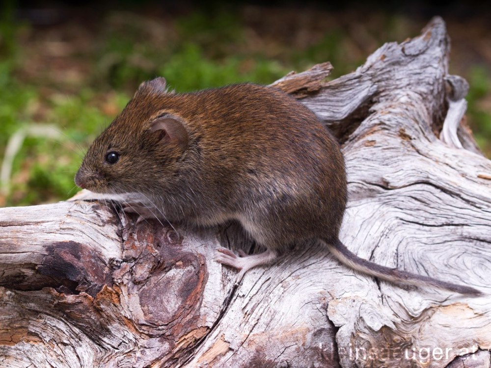 Clethrionomys rufocanus