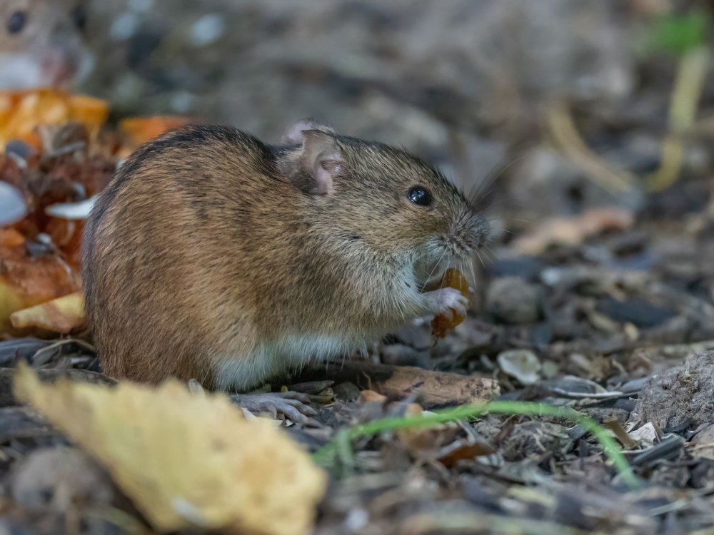 Полевая мышь Apodemus agrarius