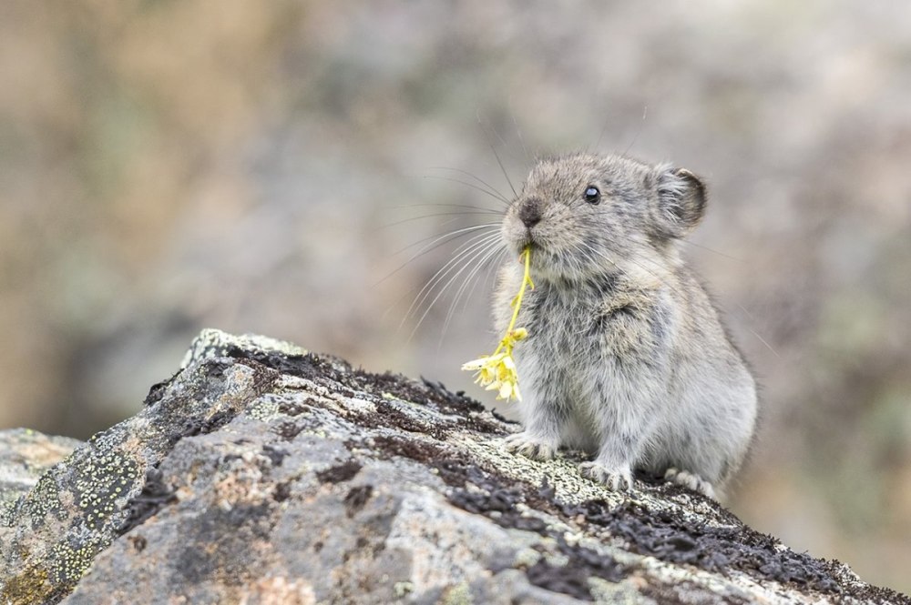 Пищуха сеноставка