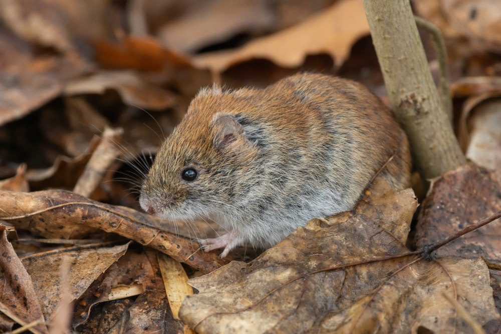 Прометеева полевка